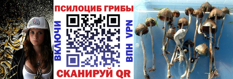 Псилоцибиновые грибы Psilocybe Скопин